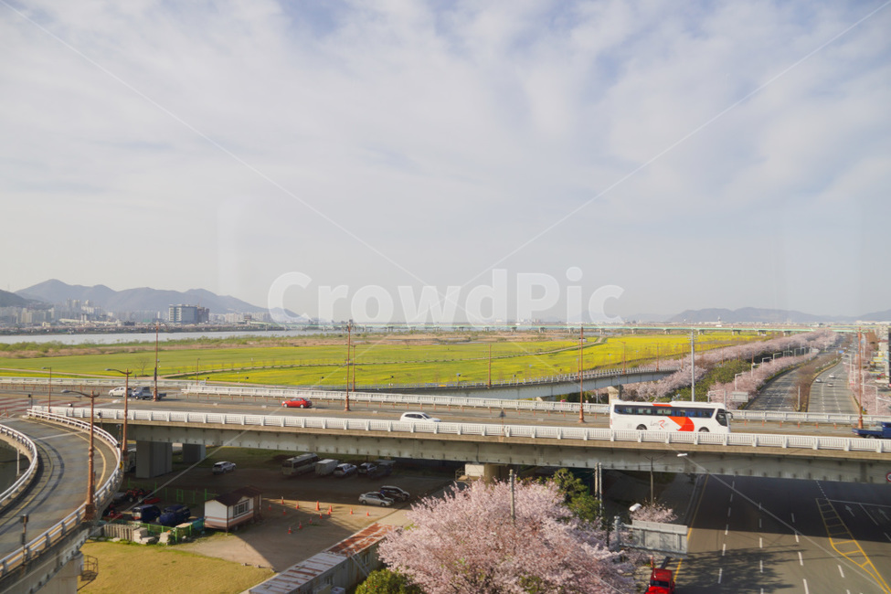 road,freeway,도로,꽃,유채꽃