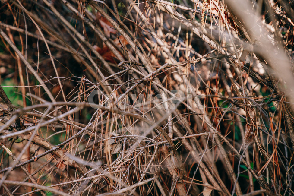 나무가지,나무,자연,갈색,나뭇가지,가지,식물,자연,plants,nature