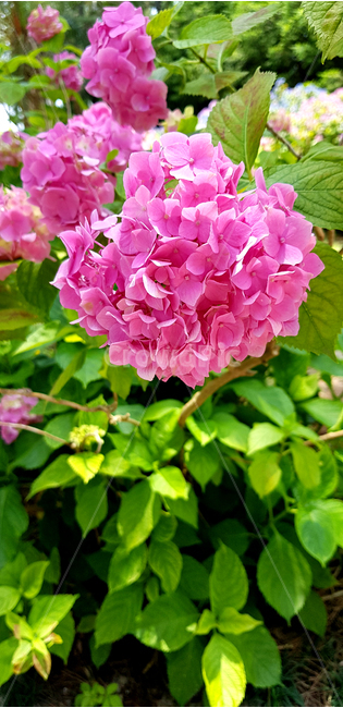 수국,꽃,flower,식물,plant