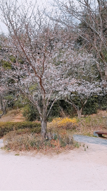 풍경경치,벚꽃,벚꽃놀이,연인,견우와직녀,봄,계절,spring,season,자연,풍경,nature,landscape,plant,식물