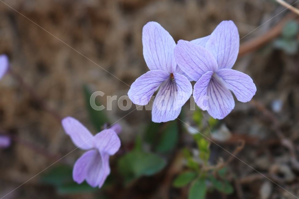 plant,식물,꽃,flower,봄,spring,春,花,植物,보라색,보라,purple,紫色,geranium,제라늄,iris,아이리스