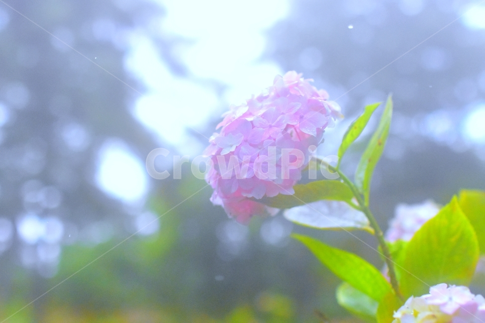 plant,식물,flower,blossom,비,안개,수국,분홍,습기,색감,새벽,뿌옇
