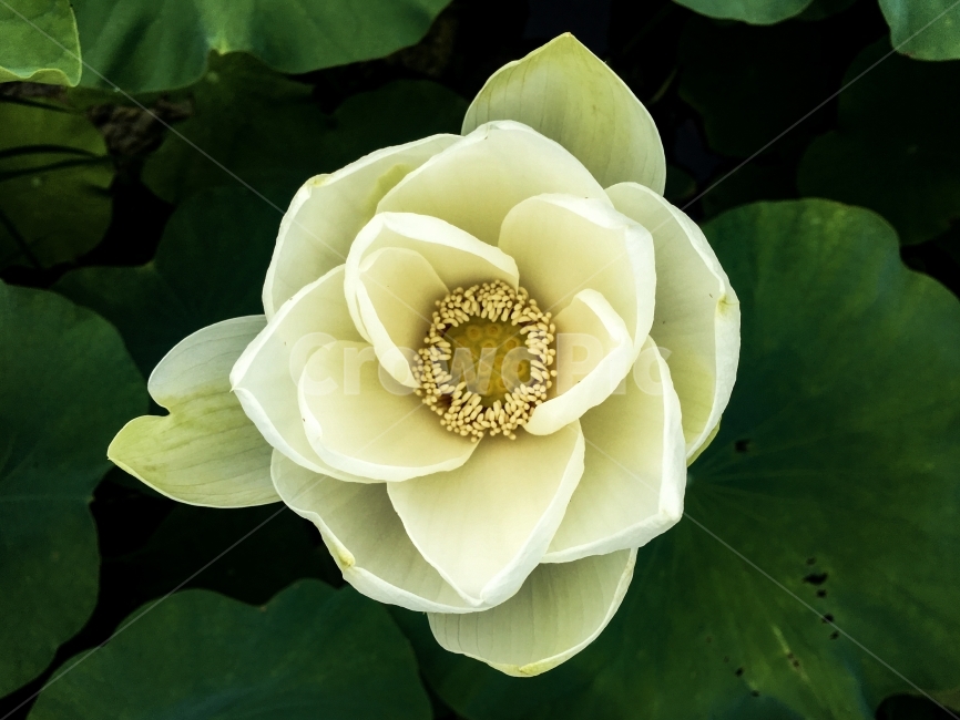 자연,꽃,연꽃,풍경,접사,식물,자연,plants,nature,꽃,flower