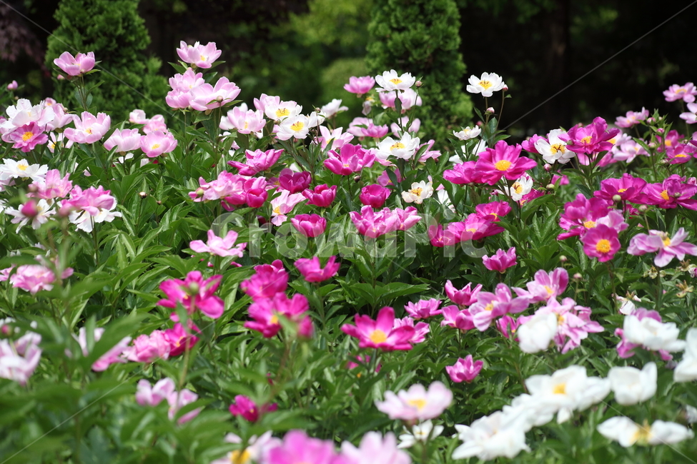 작약,꽃,봄,약용식물,peonyroot
