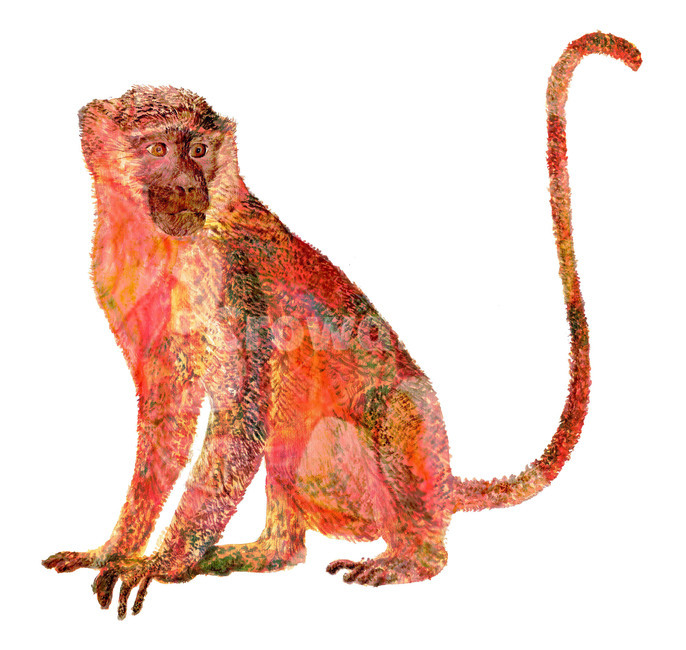 monkey,원숭이,동물,ㅊㅊㅊㅊㅊㅊㅊㅊ,드로잉,그래픽,일러스트레이션,graphic,illustration
