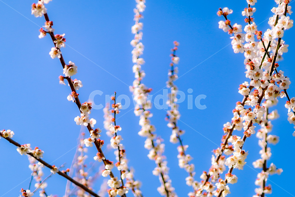 spring,spring flowers,plum blossom