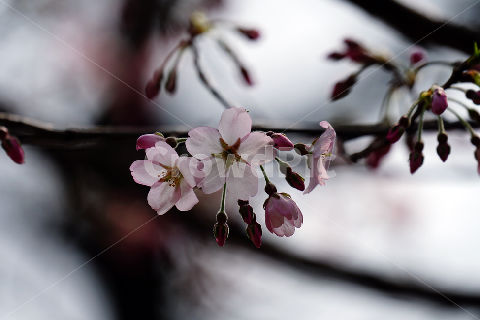 벚꽃,봄꽃,한국자연,꽃,꽃사진,플라워,flower,봄,spring,식물,plants,자연,nature,풍경,landscape,계절,season,snap,스냅,접사,macro,closeup,클로즈업,감성사진,감성,힐링,healing,느낌,feel,feeling,꽃밭,화단,나무,나뭇가지,tree,꽃봉오리,4월,April,봄,계절,spring,season,식물,자연,plants,nature,꽃,flower,plant,blossom