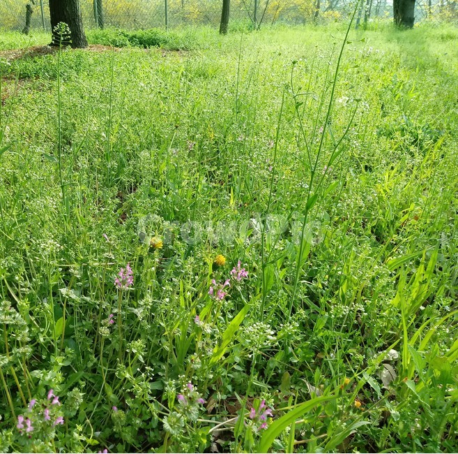 풀,풀꽃,식물,자연,초록,수풀