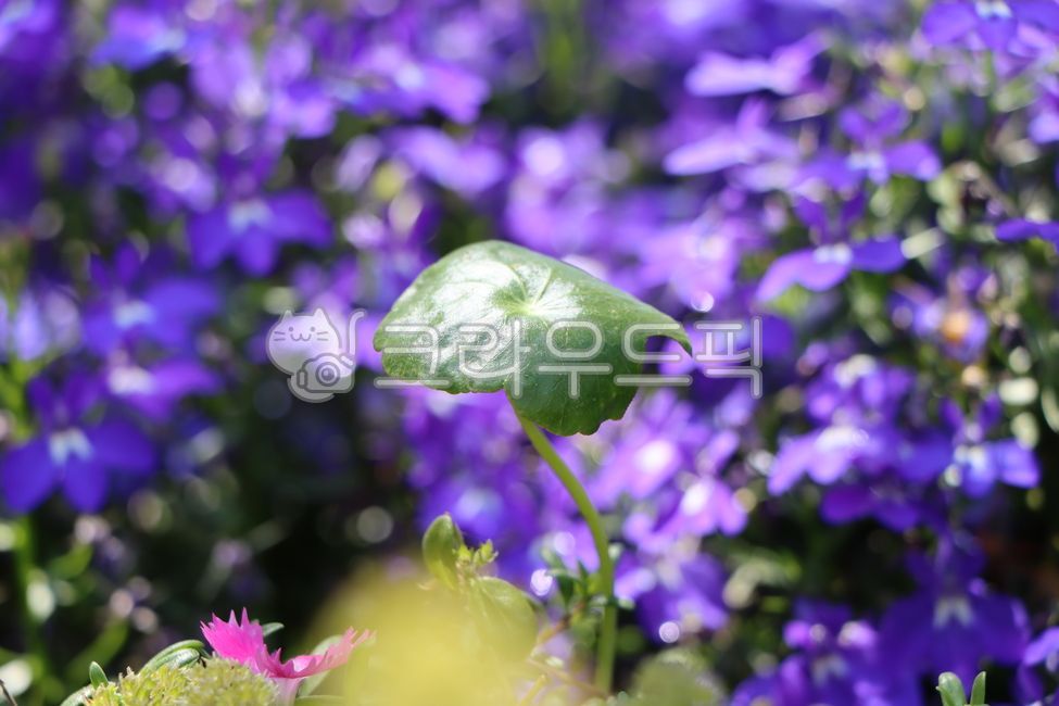 blue flower,lobelia,nature,summer,flower,spring,purple flower,water coin,blue,pennywort,moneyplant,lobeliaerinus,plant,purple,blueflower,Emotion,purpleflower