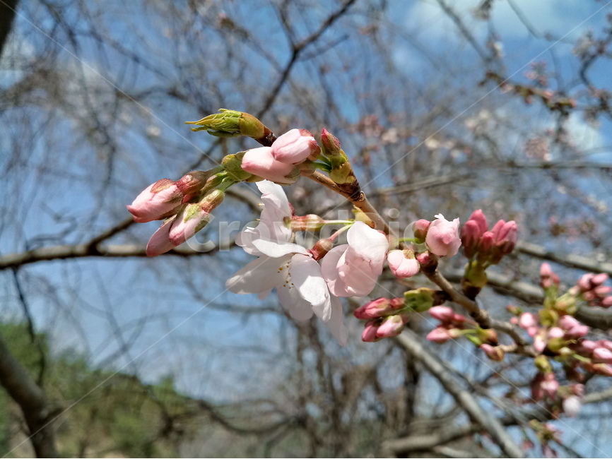 봄,배경,꽃,벚꽃,벚꽃나무,봄배경,봄꽃,야외,자연,나들이,흰색,분홍색,푸른하늘,Spring,springbackground,springflowers,cherryblossoms,cherryblossomtrees,bluesky,nature,picnic,park,pink,white,봄,계절,spring,season,식물,자연,plants,nature,꽃,flower,plant,blossom,cherry blossom