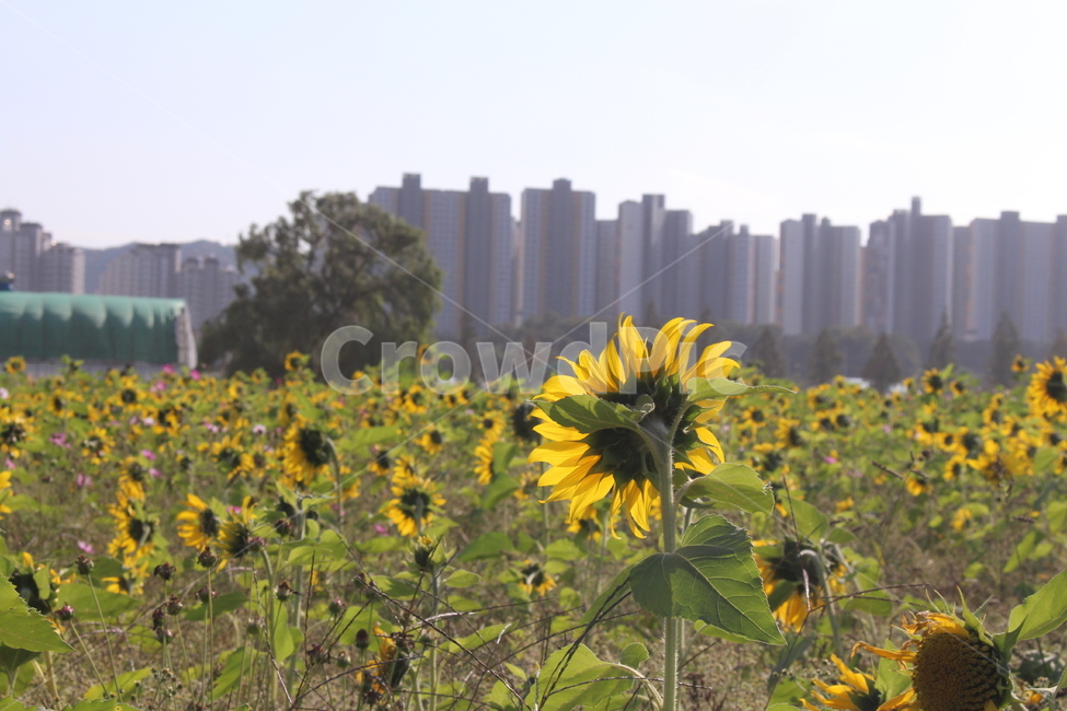 해바라기,꽃,자연,잎,여름,가을,평화로운,환경,구름,아파트,꽃밭,식물,자연,plants,nature,꽃,flower