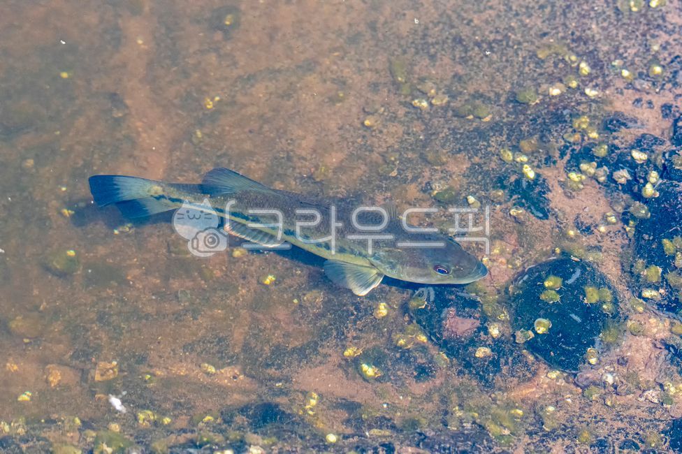 큰입배스,큰입우럭,검정우럭과,민물고기,외래어종,fish,nature