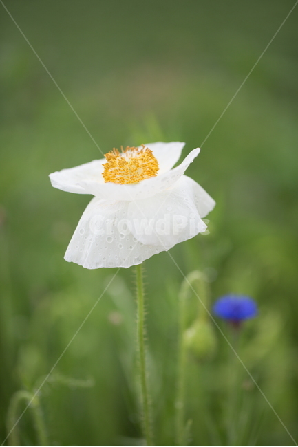 꽃,양귀비,봄,빗방울,붉은꽃,식물,자연,plants,nature,꽃,flower