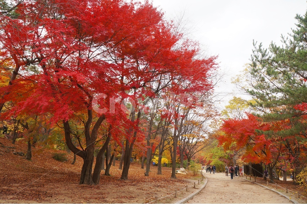 가을,단풍,고궁,창경궁,낙엽,기와,가을산책,고궁의가을,가을,계절,fall,autumn,season,자연,풍경,nature,landscape,tree,나무,plant,식물,maple