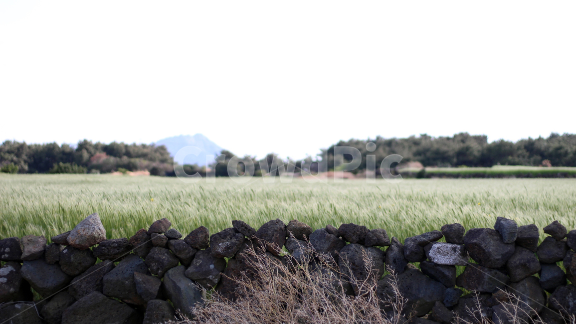 제주도,jeju,자연,nature,청보리밭,청보리,plant,식물