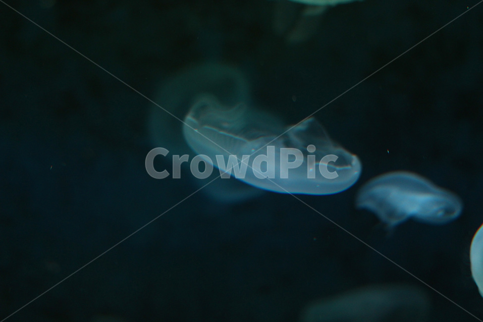 아쿠아리움,해파리,바다,jellyfish,aquarium,동물,animal