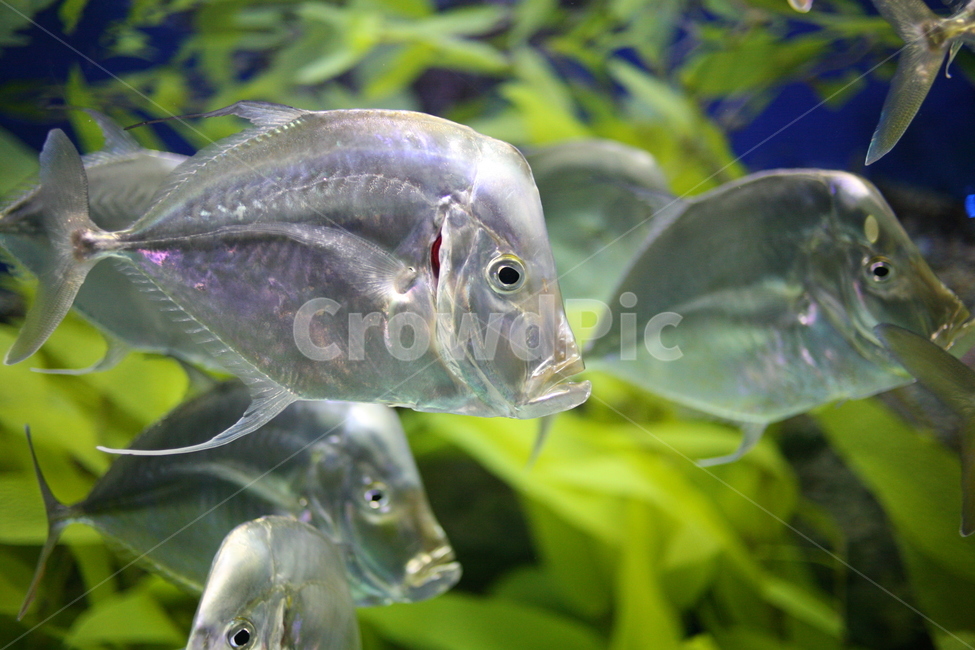 물고기,fish,동물,animal,sea,바다
