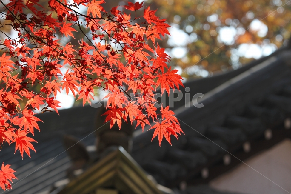 기와지붕,단풍,가을,기와,단풍잎,단풍나무,감성사진,가을,계절,fall,autumn,season,식물,자연,plants,nature,plant,leaf,잎,tree,나무