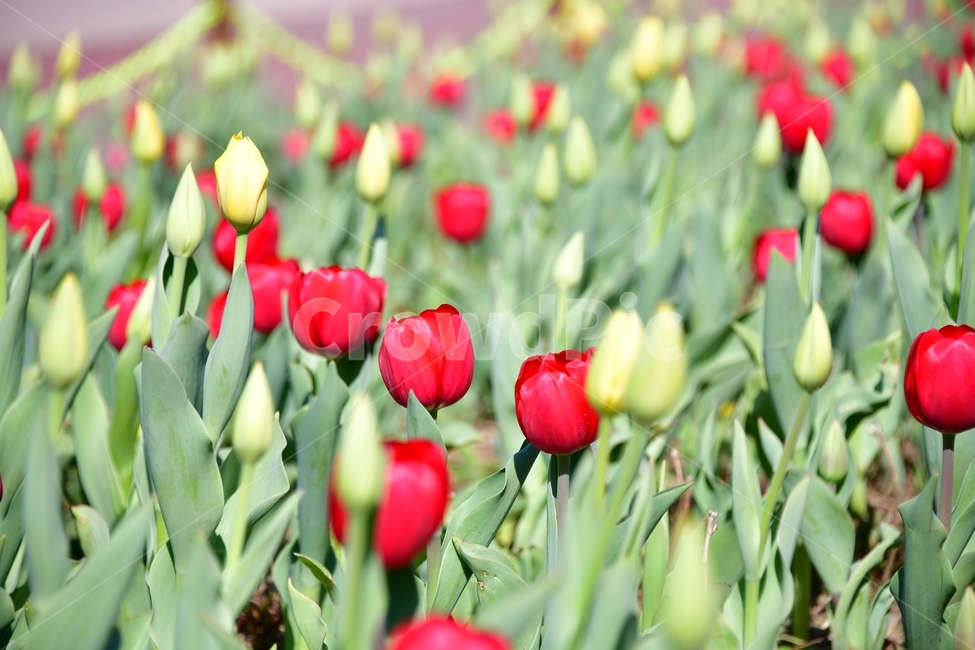 plant,식물,blossom,flower,꽃,튤립