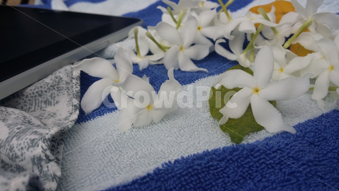 plant,식물,꽃,flower,휴양,꽃,flower
