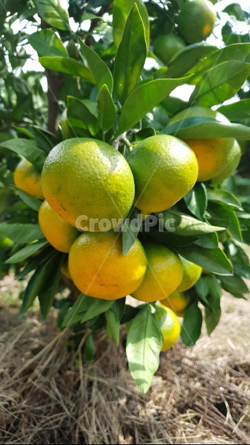 감귤,제주도,노지감귤,가을,자연,과일,과일,열매,fruit