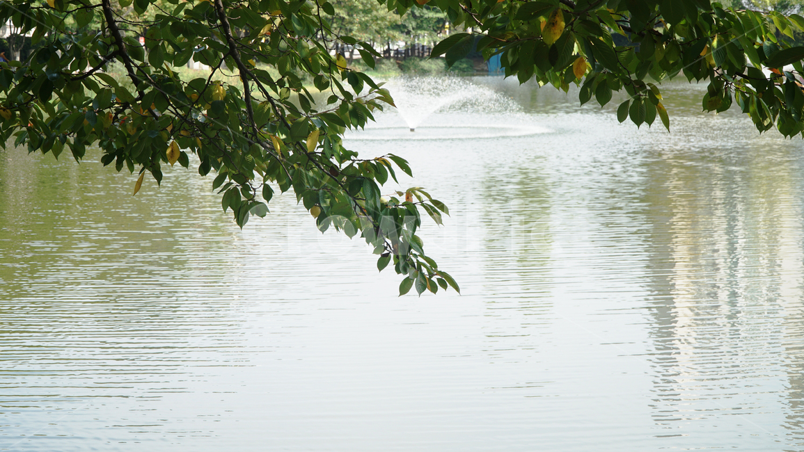 나무,나뭇가지,나뭇잎,호수,분수,정원,가든,물,water,park,walk
