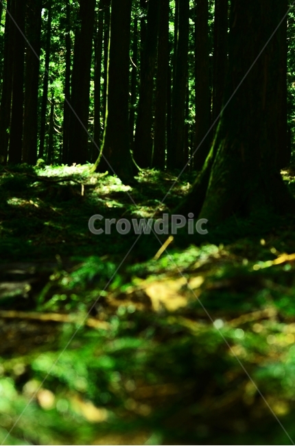 숲,숲길,나무,자연풍경,삼나무,자연,초록색,green,삼나무길,자연,풍경,nature,landscape,휴식,힐링,rest,relaxation,healing,moss,이끼,plant,식물