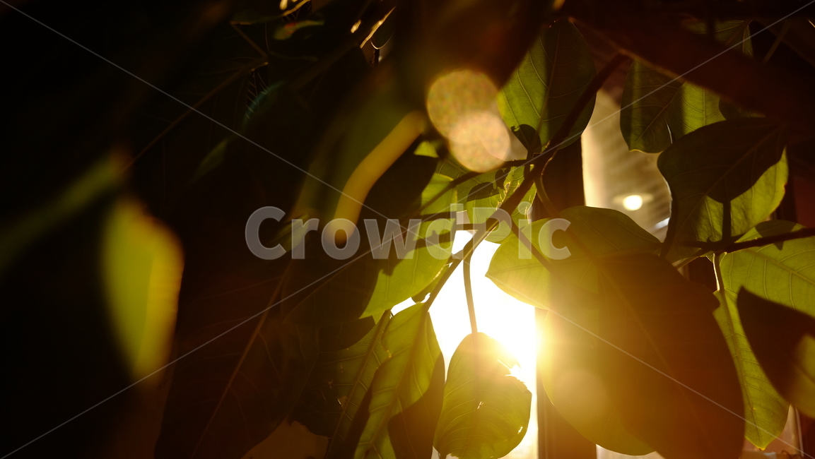 빛,햇빛,나무,식물,plant,플레어,flare
