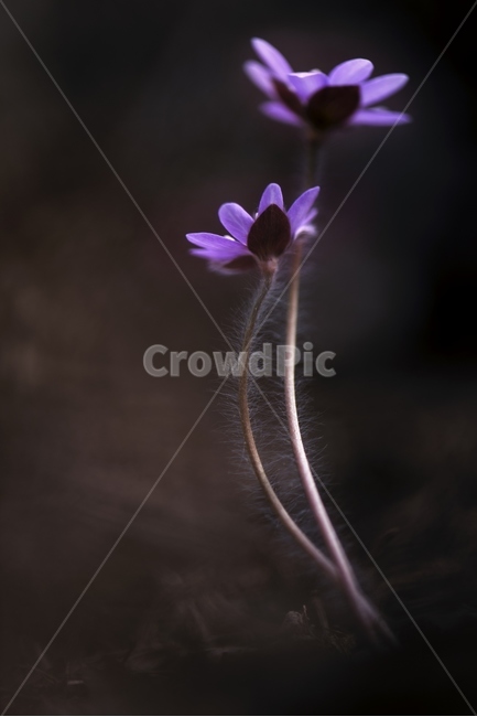 꽃,flower,노루귀꽃,봄꽃,식물,plant,blossom,식물,자연,plants,nature,꽃,flower