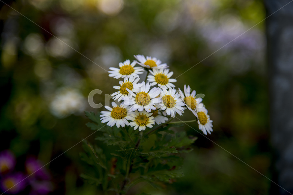 쑥부쟁이,꽃,식물,감성,꽃다발,가을꽃,야생화,포커싱,접사,식물,자연,plants,nature,꽃,flower