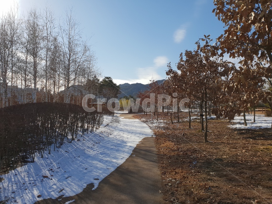 자작나무,겨울,풍경,파랑,하늘,겨울,계절,winter,season,자연,풍경,nature,landscape,tree,나무,plant,식물,tree trunk,나무 줄기