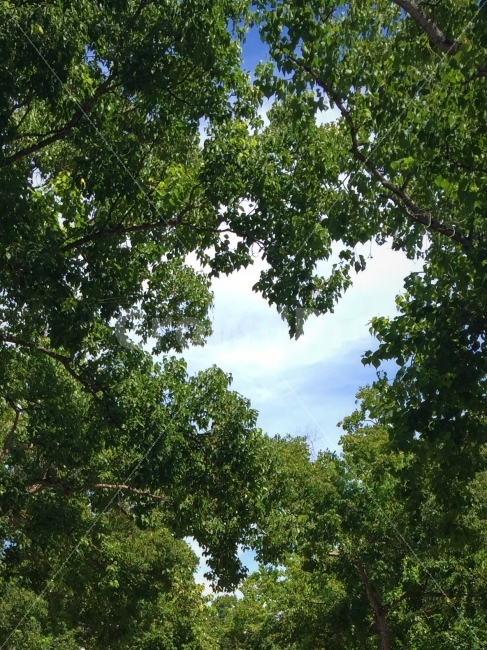 하트,하늘,나무,자연,사랑,자연,풍경,nature,landscape,연인,커플,사랑,lover,couple,tree,plant,식물,vegetation,초목,outdoors,옥외