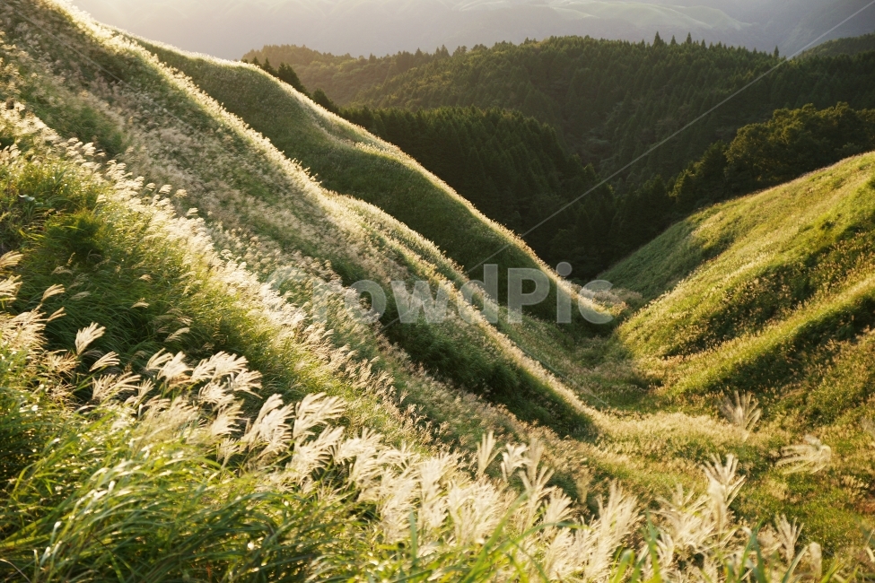 일본계곡,일본산,아소산,일본억새,일본아소산,자연,풍경,nature,landscape,plant,식물,grass,잔디,outdoors,옥외