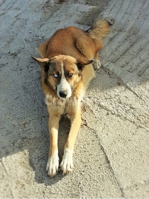 동물,개,오드아이,oddeye,반려동물,동물,animal,포유류,mammal,개,강아지,dog,doggy