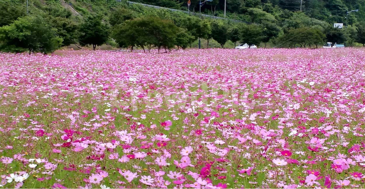 코스모스,가을,꽃밭,청순,연약함,가을,계절,fall,autumn,season,자연,풍경,nature,landscape,outdoors,옥외,grassland,목초지,field,들