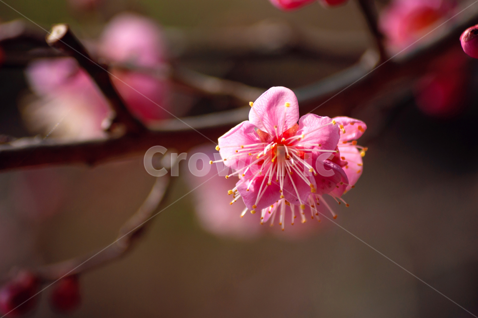 매화,홍매화,꽃,봄,가지,봄꽃,한송이,식물,접사,스냅,plant,flower,apricotflower,red,pink,핑크,분홍,꽃잎,감성,풍경배경,배경,꽃배경