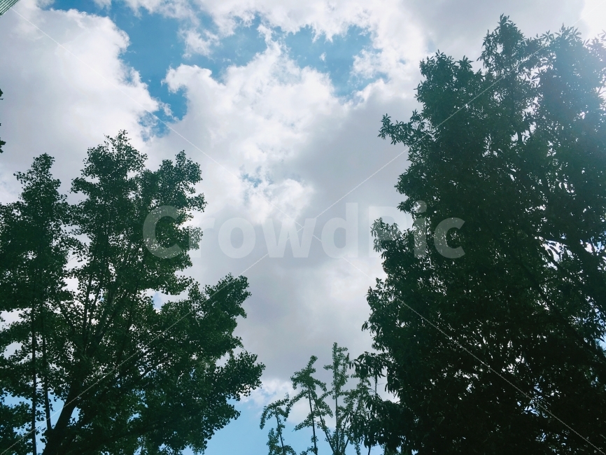 구름,하늘,숲,나무,Clould,Tree,Sky,풍경,자연,풍경,nature,landscape,tree,plant,식물,fir,전나무