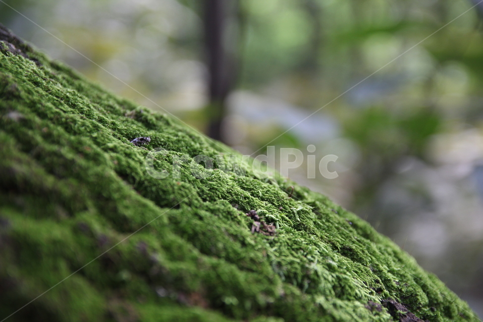 이끼,나무,식물,자연,초록,푸르다,푸른,tree