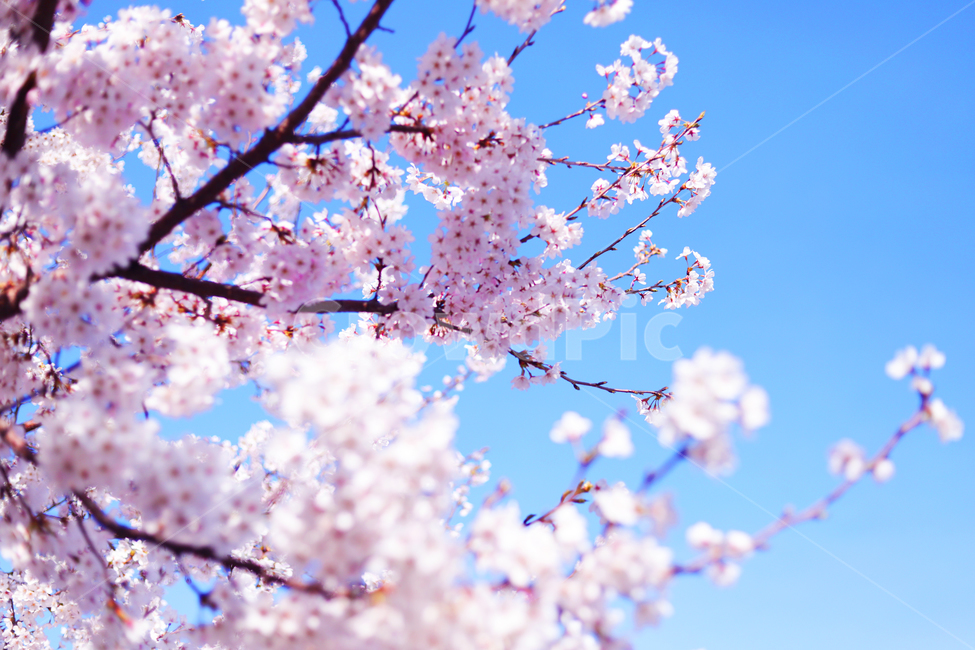 봄,꽃,벚꽃,하늘,배경,감성,cherryblossom,cherry