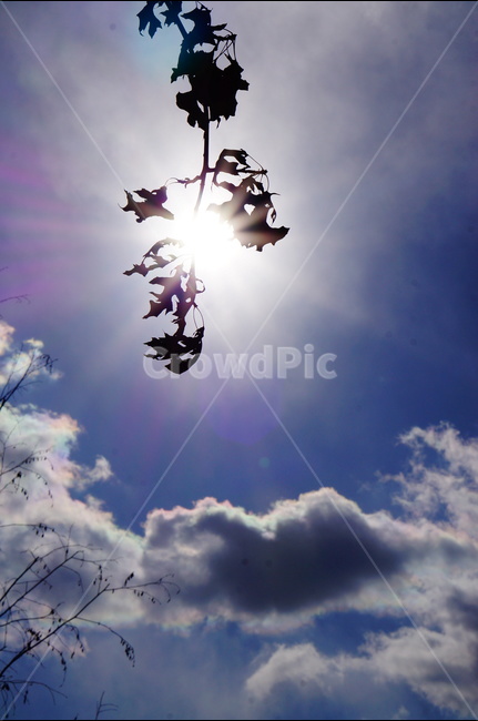해,구름,나무,햇빛,풍경,자연,풍경,nature,landscape,light,빛,flare,플레어,sunlight