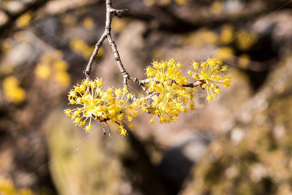 산수유,노란꽃,봄,꽃,나들이,봄,계절,spring,season,식물,자연,plants,nature,꽃,flower,plant