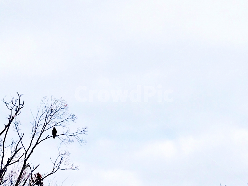 풍경,사진,새,하늘,나무,겨울,계절,winter,season,식물,자연,plants,nature,나무,trees,wood,동물,animal,조류,새,birds