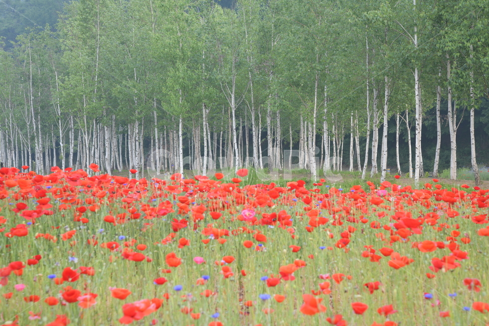 plant,식물,tree,나무,양귀비,자작나무,공원,자연,풍경,nature,landscape