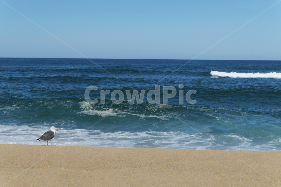 새,동물,animal,seagull,gull,바다,모래,하늘,sky,sea,sand,갈매기,혼자,alone,파도,wave,해변,바다,beach,sea,동물,animal,조류,새,birds