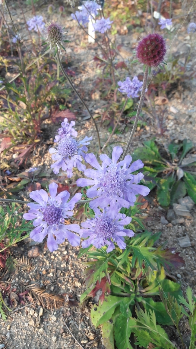 솔체,꽃,수목원,이루어질수없는사랑,한송이씩,식물,자연,plants,nature,꽃,flower