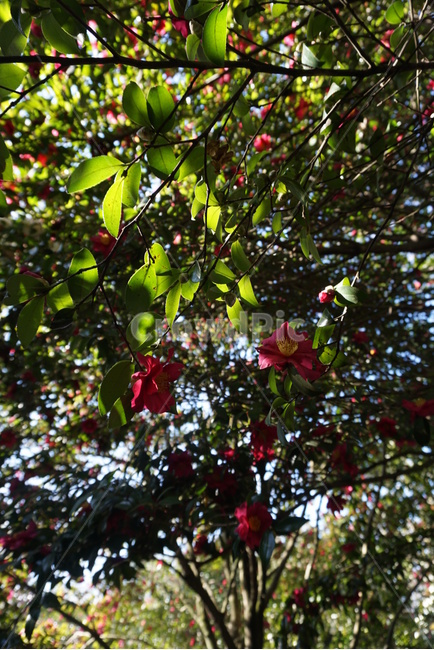 동백,제주도,꽃,동백꽃,카멜리아힐,식물,자연,plants,nature,꽃,flower