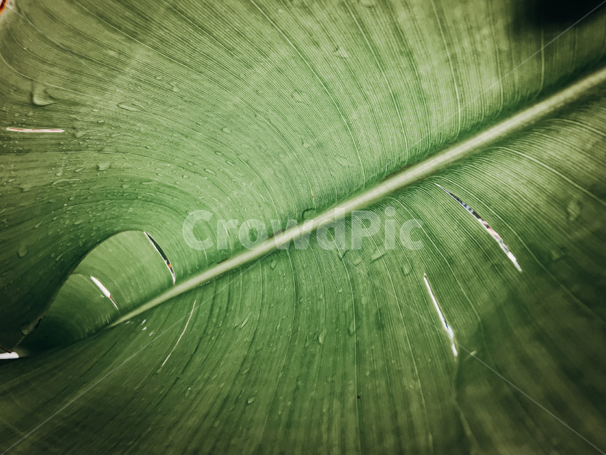 leaf,plant,drop,bali,indonesia,balinese,waterdrop,bananaleaf,vintqge,southeastasia,작은물방울,잎,식물,바나나잎,발리,동남아,빈티지,이슬