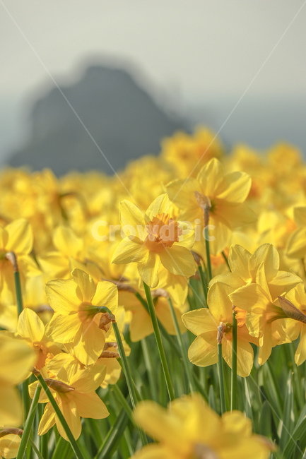 수선화,꽃,식물,plant,blossom,flower,식물,자연,plants,nature,꽃,flower