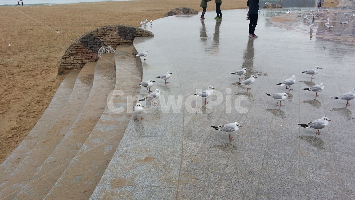 부산,해운대,해수욕장,갈매기,부산갈매기
