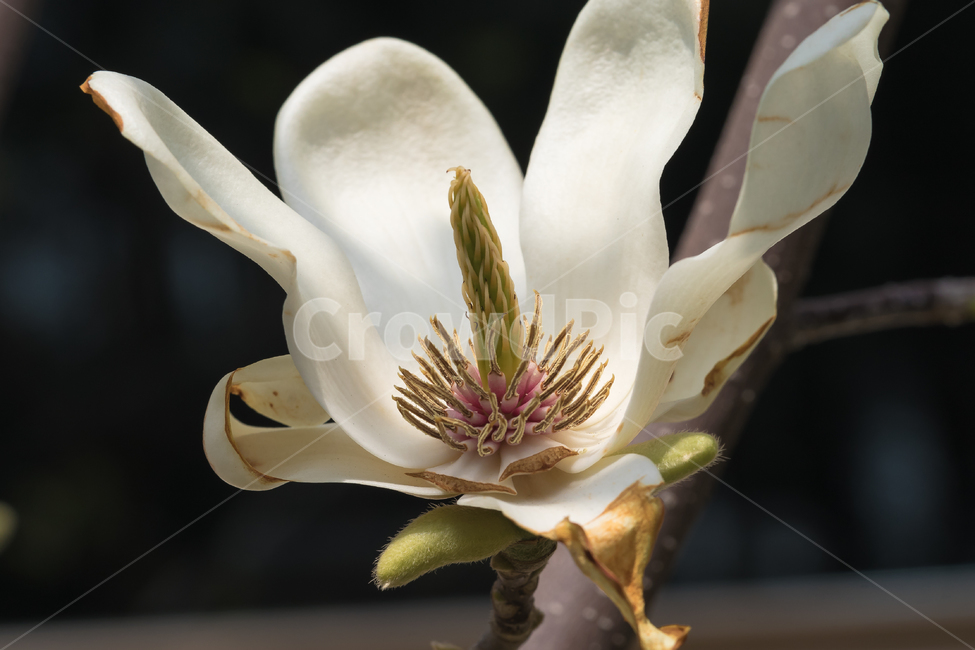 봄,꽃,목련,접사,풍경,자연,spring,flower,nature,beauty,식물,자연,plants,nature,꽃,flower